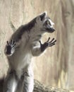 A ring-tailed lemur, Lemur catta, leans against a glass