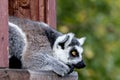 Ring-tailed lemur catta looking Royalty Free Stock Photo