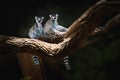 Ring-tailed Lemur - Madagascar Primate Royalty Free Stock Photo