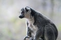 Ring-tailed Lemur - Madagascar Primate Royalty Free Stock Photo