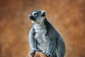 Ring-tailed Lemur - Madagascar Primate Royalty Free Stock Photo