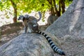 Ring-tailed lemur, Lemur catta, Madagascar wildlife animal Royalty Free Stock Photo