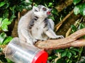Ring tailed lemur Lemur catta at play among the trees, captivi