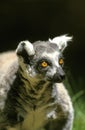 Ring Tailed Lemur, lemur catta, Portrait of Adult Royalty Free Stock Photo