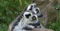 Ring Tailed Lemur, lemur catta. Portrait of Adults looking around Royalty Free Stock Photo