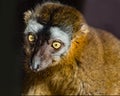 Ring-Tailed Lemur, Lemur catta. Portrait Royalty Free Stock Photo