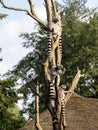 the Ring-tailed Lemur, Lemur catta, sits on a tall leafless tree