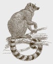 Ring-tailed lemur catta sitting on a branch