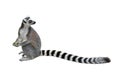 Ring-tailed lemur Lemur catta sitting on ground, holding a piece of fruit and looking over its long beautiful tail. Isolated.