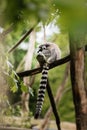 Ring-tailed lemur - Lemur catta, a small monkey with a long striped tail sitting on a tree branch in the natural park