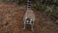 A ring-tailed Lemur catta stands on a red soil path. Royalty Free Stock Photo