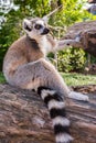 Ring-tailed lemur Royalty Free Stock Photo