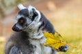 Ring-tailed lemur catta with a tree leaf in his paw Royalty Free Stock Photo