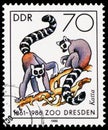 Ring-tailed Lemur Lemur catta, 125 Years of Dresden Zoo serie, circa 1986