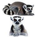 Ring-tailed lemur, Lemur catta, 7 years old, in front of white background Royalty Free Stock Photo