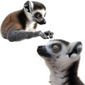 Ring-tailed lemur, Lemur catta, 7 years old, in front of white background Royalty Free Stock Photo