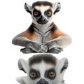 Ring-tailed lemur, Lemur catta, 7 years old, in front of white background Royalty Free Stock Photo