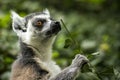 Ring Tailed Lemur 3 Royalty Free Stock Photo