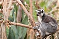 Ring-tailed Lemur Royalty Free Stock Photo