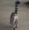 Ring tailed lemur close Royalty Free Stock Photo
