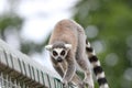 Ring tailed lemur close up