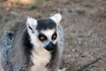 Ring-tailed lemur close-up