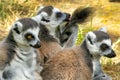 Ring-tailed lemur Royalty Free Stock Photo