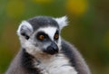 Ring-tailed lemur close up portrait