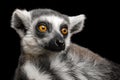 Ring-tailed Lemur