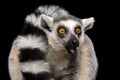 Ring-tailed Lemur