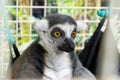 Ring-tailed lemur close up