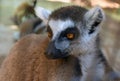 Rainforest Lemur close-up