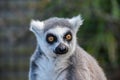 Ring Tailed Lemur