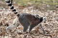 Ring-tailed lemur with cub Royalty Free Stock Photo