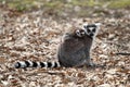 Ring-tailed lemur with cub Royalty Free Stock Photo