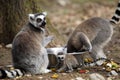 Ring-tailed lemur with cub Royalty Free Stock Photo