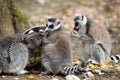 Ring-tailed lemur with cub Royalty Free Stock Photo