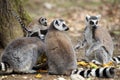 Ring-tailed lemur with cub Royalty Free Stock Photo