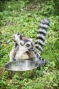 Ring-tailed lemur with cub are fed from the bowl Royalty Free Stock Photo