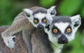 The ring-tailed lemur cub and its mother 1 Royalty Free Stock Photo