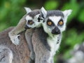 The ring-tailed lemur cub and its mother. Royalty Free Stock Photo