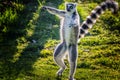 Ring-tailed lemur is dancing on green grass. He plays and performs. Like all lemurs it is endemic to the island of Madagascar Royalty Free Stock Photo
