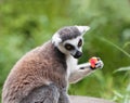 Ring tailed lemur Royalty Free Stock Photo