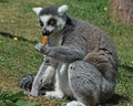 Ring Tailed Lemur eating a carrot Royalty Free Stock Photo