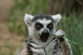 Ring-tailed lemur eating Royalty Free Stock Photo