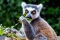 Ring-tailed lemur eating