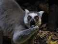 ring tailed lemur eating fruit and looking at you close up portrait
