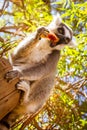 Ring tailed lemur eating fruit Royalty Free Stock Photo