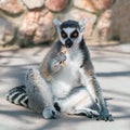 Ring-tailed lemur eating on the ground