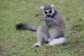 A ring tailed lemur is eating its favorite fruit. Royalty Free Stock Photo
